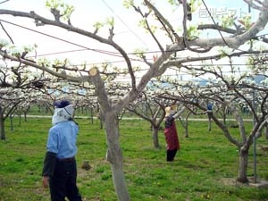 毛ばたき人工授粉