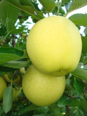 シナノゴールド