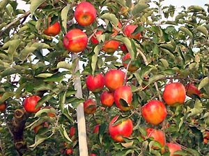 シナノスイート