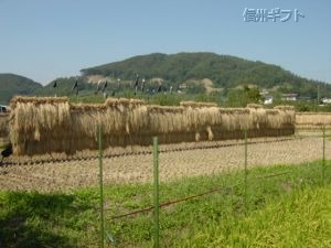 天日干しの様子