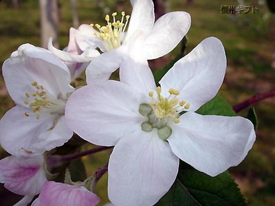 リンゴの花