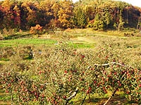 丘陵地帯のりんご畑